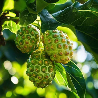 Il Noni, noto anche come Morinda citrifolia, è un superfood tropicale apprezzato da secoli per le sue proprietà benefiche. 