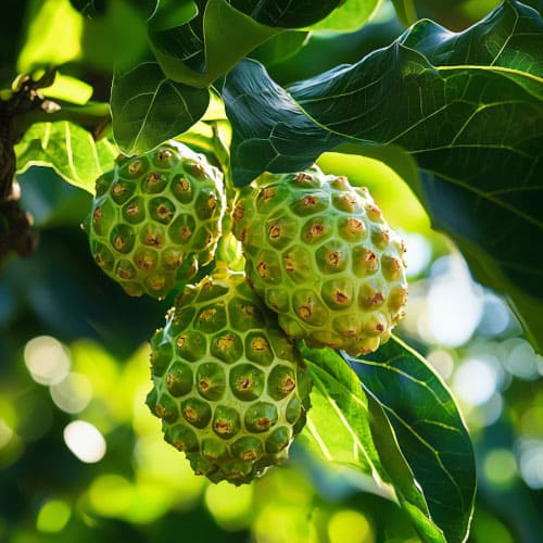  frutti di Noni verdi e rugosi, appesi a un albero circondati da foglie verdi luminose. La luce naturale evidenzia i dettagli del frutto esotico.