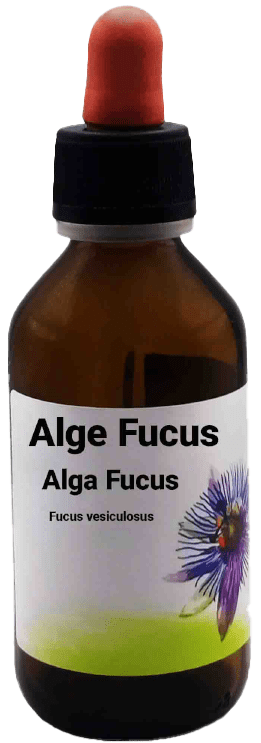 Alge Fucus Alga Fucus  Fucus vesiculosus L. 100 ml