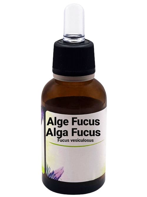 Alge Fucus Alga Fucus  Fucus vesiculosus L. 30 ml