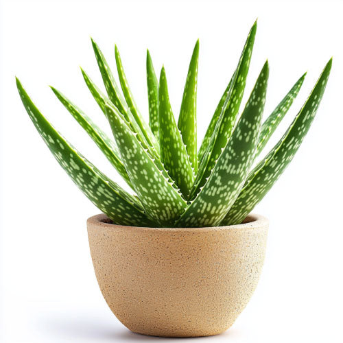 Una pianta di Aloe Vera in un vaso color sabbia. Le foglie verdi e carnose della pianta presentano punti bianchi e crescono verso l'alto a forma di raggio. L'immagine mostra la pianta su uno sfondo bianco.