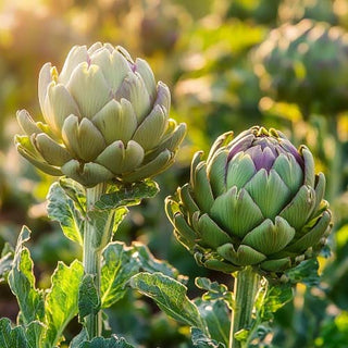 Due piante di carciofo (Cynara scolymus) che crescono in un campo, illuminate dalla luce del sole.