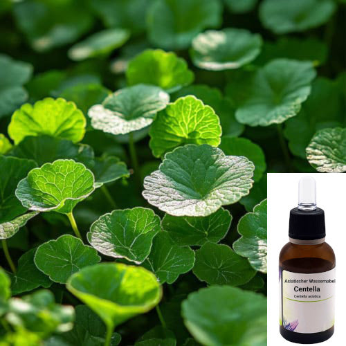 30 ml Flacone con estratto di centella asiatica Asiatischer Wassernabe (Centella asiatica).