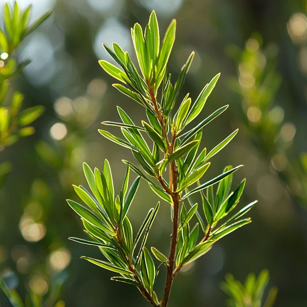 Ramo di Melaleuca leucadendron, conosciuto come cajeput, con foglie strette e allungate, da cui si ricava un olio essenziale con proprietà antisettiche.