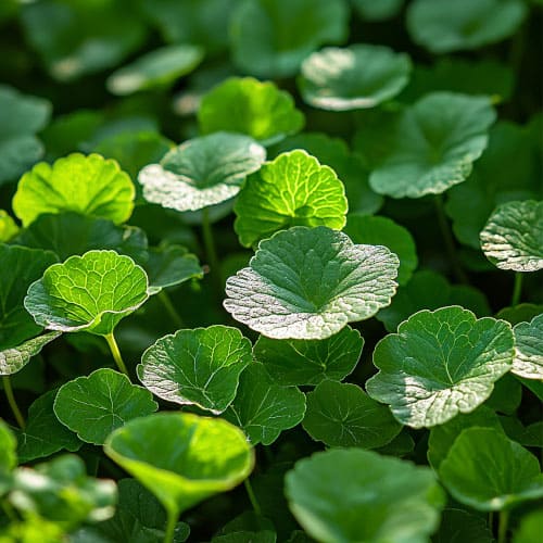 Foglie di Centella asiatica (Asiatischer Wassernabel) verdeggiante, con luce che mette in risalto la loro texture e colore.