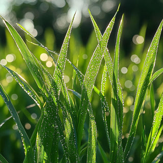 Steli di Cymbopogon winterianus, conosciuto come citronella, con lunghe foglie verdi da cui si estrae un olio essenziale utilizzato per respingere gli insetti.