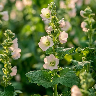  Pianta di Althaea officinalis in fiore, con fiori delicati e foglie verdi. La pianta cresce in un campo soleggiato, mostrando la sua bellezza naturale.