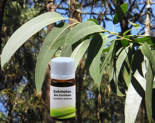 Eucalyptus globulus