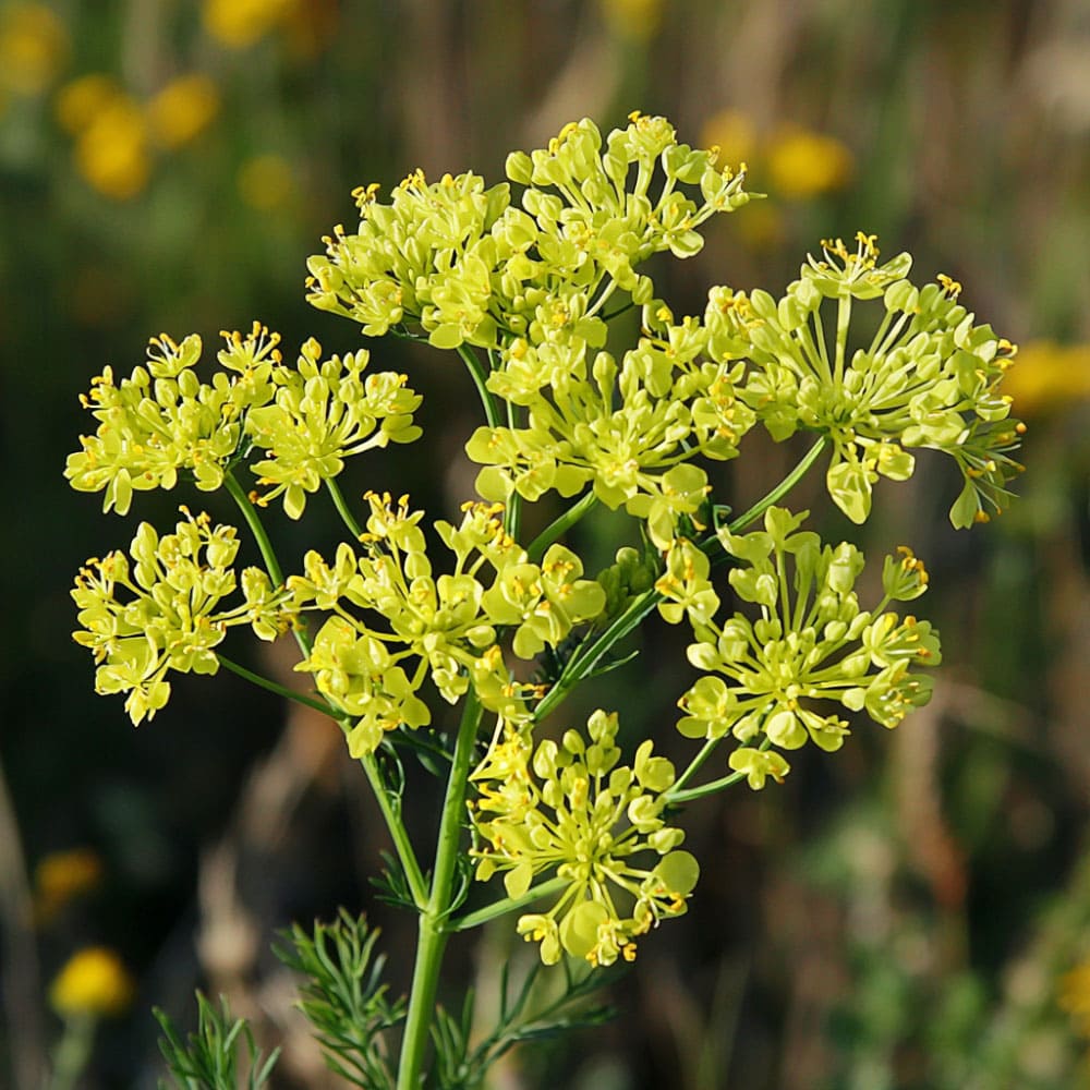 Fiore di Foeniculum vulgare (finocchio dolce), pianta erbacea con ombrelle di fiori gialli, utilizzata in cucina e in fitoterapia.