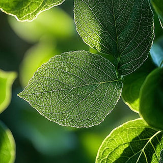 Una foglia di Orthosiphon stamineus vista da vicino, che mostra dettagli intricati delle venature. La foglia è illuminata dalla luce naturale del sole.