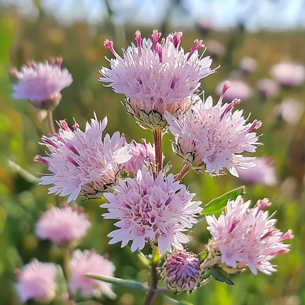 Fiori di Carum carvi (cumino) con piccoli fiori bianchi raggruppati in ombrelle, utilizzati come spezia.