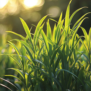 Foglie di Cymbopogon citratus (lemongrass) verdi e lunghe, utilizzate per aromatizzare e per produrre oli essenziali.