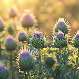 Fiori di cardo mariano in piena fioritura, con punte viola e foglie spinose, illuminati dalla luce dorata del sole. Il campo è immerso in un'atmosfera di tranquillità."