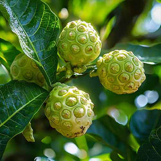 Un primo piano di frutti di Noni (Morinda citrifolia) verdi, appesi a un ramo con foglie verdi lucide. La luce del sole filtra attraverso le foglie, illuminando i frutti e creando un'atmosfera naturale e rigogliosa.