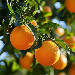 Frutti di Citrus sinensis (arancio dolce) maturi e arancioni, utilizzati per estrarre oli essenziali dolci e agrumati.