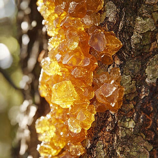 Resina di balsamo del Perù su un albero, mostrando una consistenza cristallina e dorata.