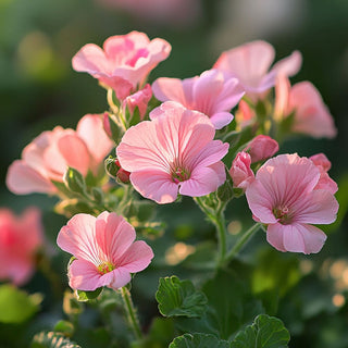 Fiori rosa di Pelargonium graveolens (geranio rosa), coltivati per il loro profumo dolce e per l'estrazione di oli essenziali.