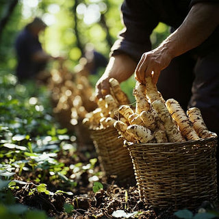 Raccolta di radici di ginseng siberiano in un bosco, con cesti pieni di radici fresche pronte per l'estrazione.