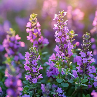 Piante di timo in fiore, con piccole infiorescenze viola che spiccano su uno sfondo sfocato.