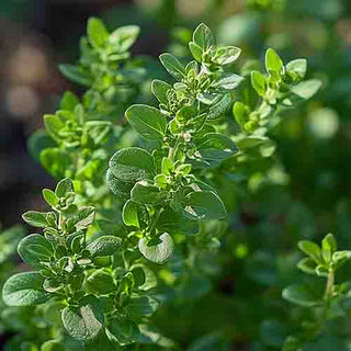 Un primo piano di una pianta di timo (Thymus vulgaris) in crescita, con foglie verdi fresche. La luce naturale illumina la pianta, mostrando i dettagli e la vitalità del timo.