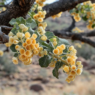 Fiori giallo crema di una pianta di incenso, che pendono da un ramo su uno sfondo naturale.