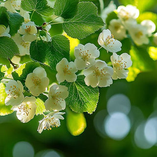 Una fioritura di biancospino con fiori bianchi e foglie verdi, illuminata dalla luce del sole.