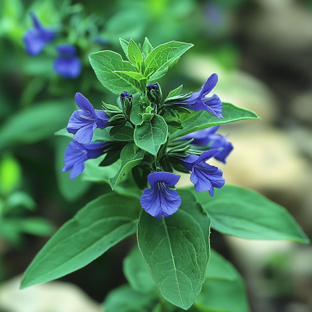 Fiori viola di Hyssopus officinalis (Issopo)