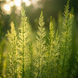 Piante di Zinnkraut (Equisetum) illuminate dalla luce del sole, mostrando i dettagli delle foglie e la loro struttura unica.