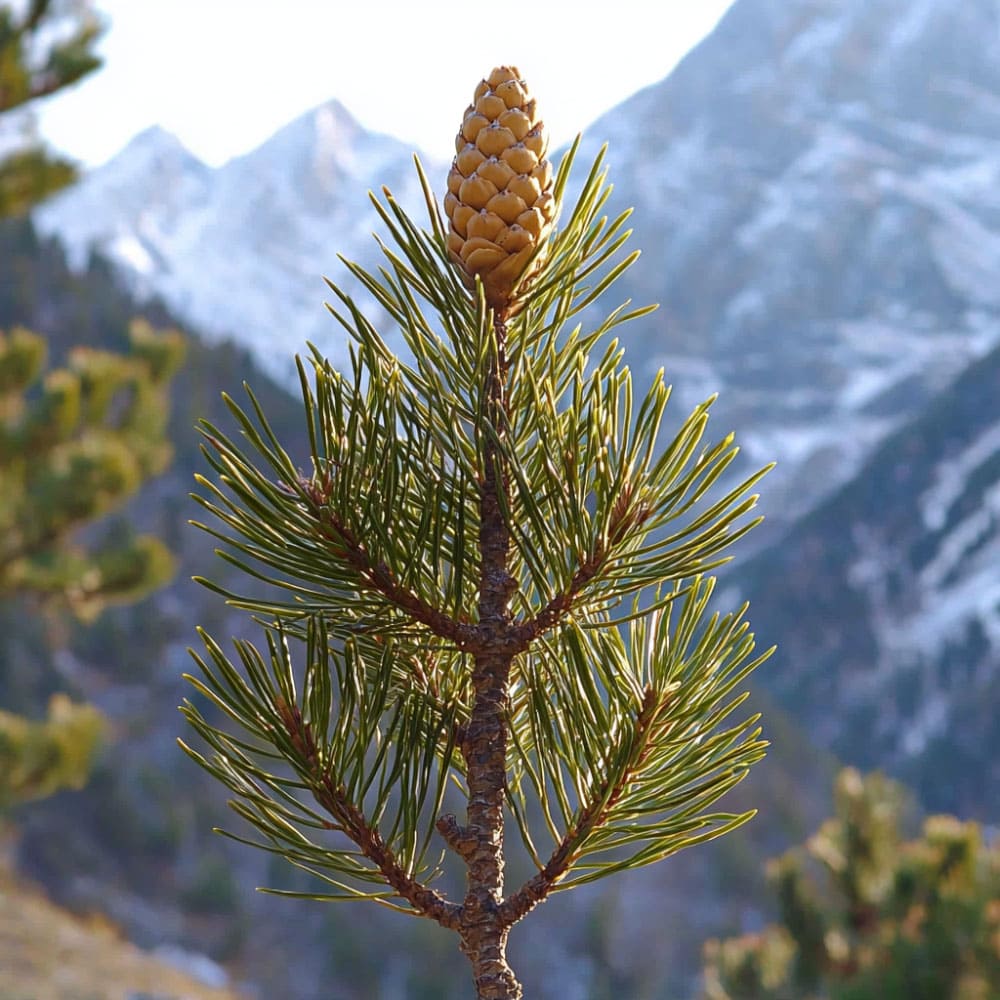 Giovane ramo di pino cembro (Pinus cembra) con cono.