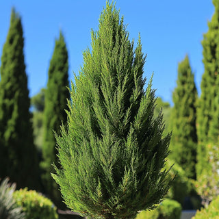 Ramo di cipresso sempreverde (Cupressus sempervirens) con foglie aghiformi.