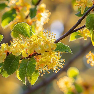 Amamelide – Hamamelis virginiana - Bio des Gstrein Patrick