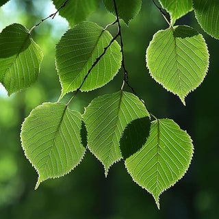 Betulla - Betula pendula - Bio des Gstrein Patrick