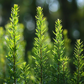 Bio Albero del tè - Melaleuca Alternifolia (Tea Tree) - Bio des Gstrein Patrick