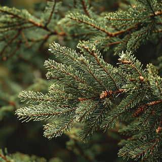 Bio Cedro - Cedrus atlantica - Bio des Gstrein Patrick