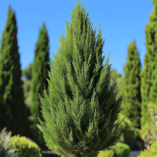 Bio Cipresso - Cupressus sempervirens - Bio des Gstrein Patrick