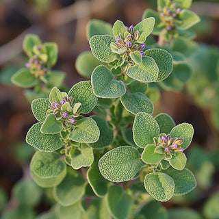 Bio Origano - Origanum vulgare - Bio des Gstrein Patrick