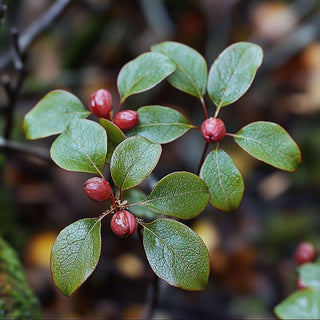 Bio Wintergreen - Gaultheria procumbens - Bio des Gstrein Patrick