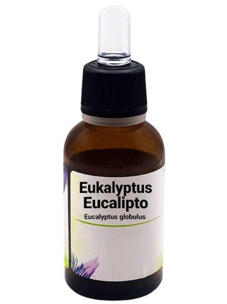 Eucalipto - Eucalyptus globulus - Bio des Gstrein Patrick