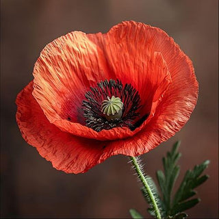 Papavero Rosso - Papaver rhoeas - Bio des Gstrein Patrick