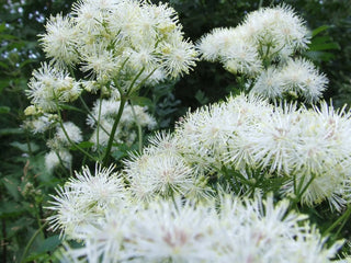 Spirea Olmaria