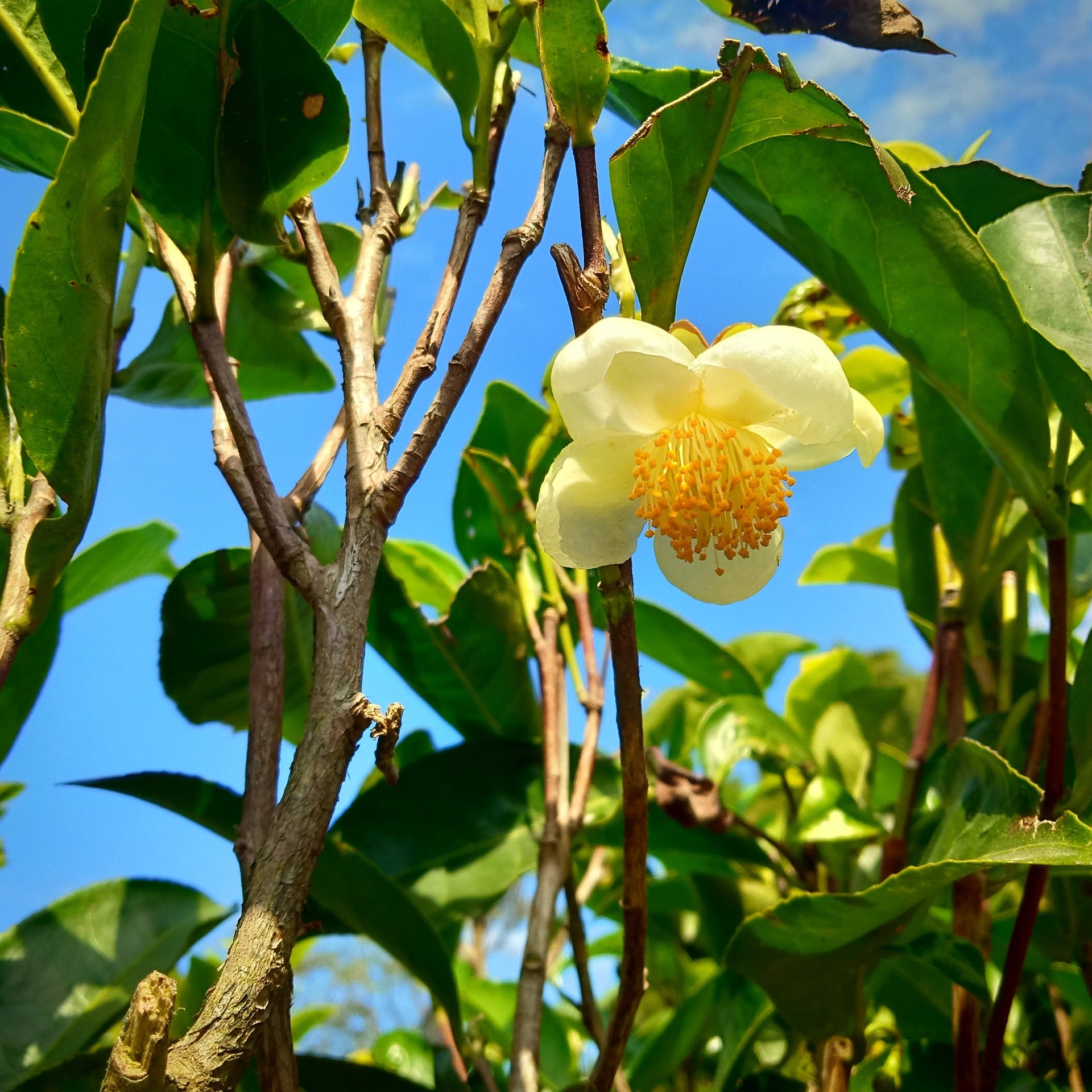 The verde - Camellia sinensis