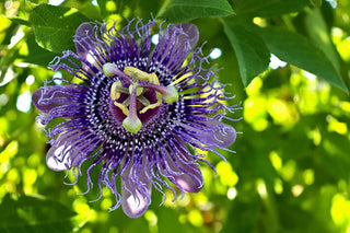 Passiflora 