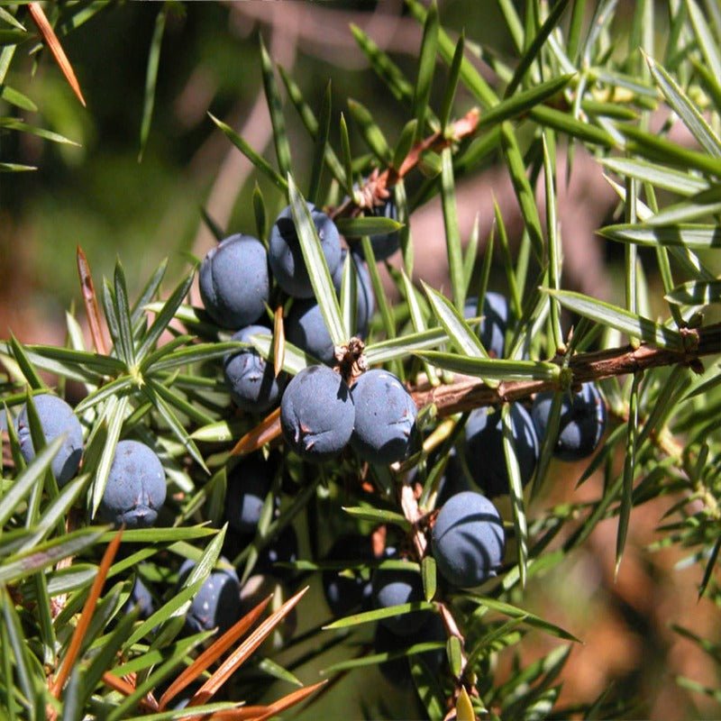 Bio Ginepro - Juniperus communis - Bio des Gstrein Patrick
