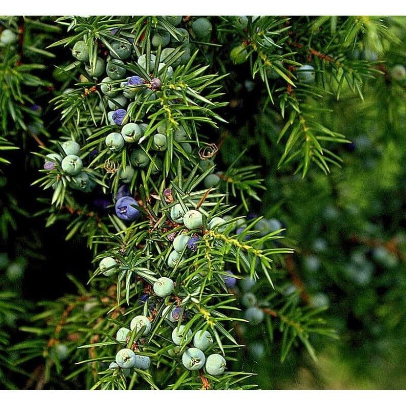 Bio Ginepro - Juniperus communis Bio des Gstrein Patrick 