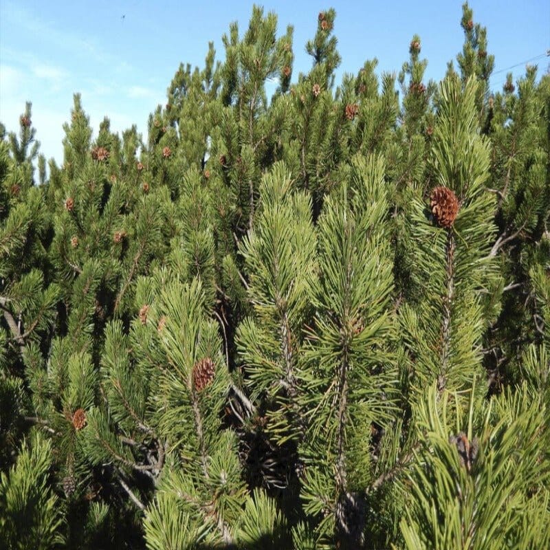 Bio Pino mugo (Südtirol - Alto Adige) - Pinus mugo Bio des Gstrein Patrick 