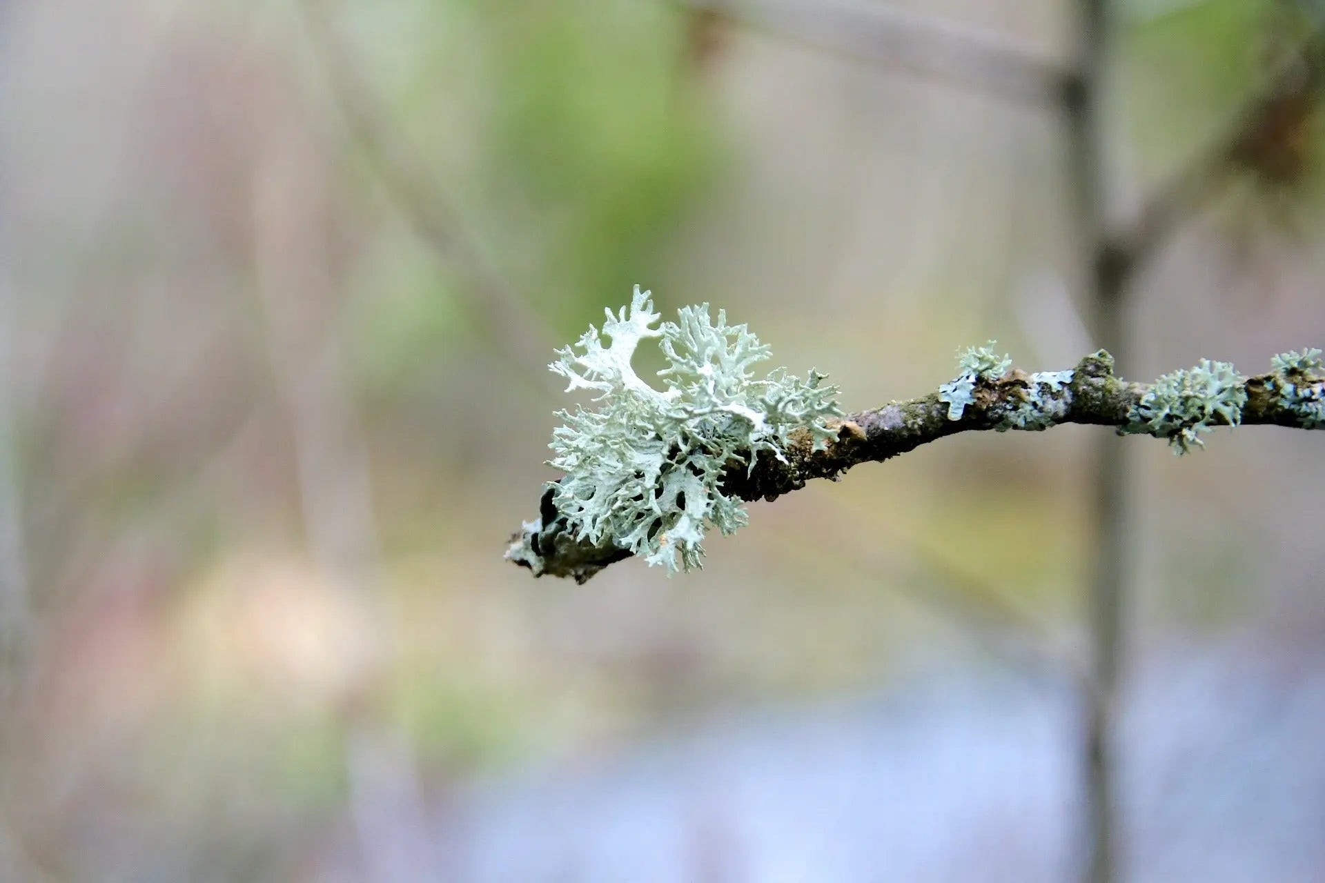 Moss Lichen -Light Green 1oz