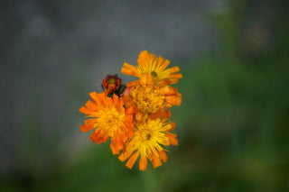 Pilosella - Hieracium pilosella - Bio des Gstrein Patrick