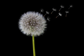 Tarassaco - Taraxacum offcinale - Bio des Gstrein Patrick