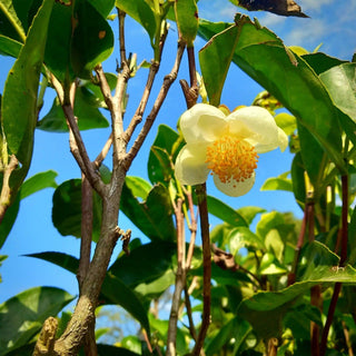 The verde - Camellia sinensis - Bio des Gstrein Patrick